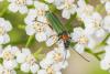 233189 – Photo : florent besson – France (33)